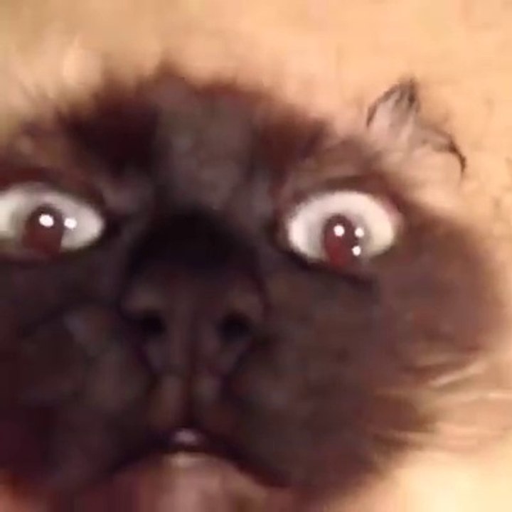 Conseil : Ne jamais réveiller un chat pendant sa sieste...