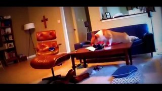 Funny Dogs - Funny Animals - Funny Cats - Funny Videos Animals 2015