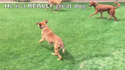 An emotional and inspiring dog rescue story