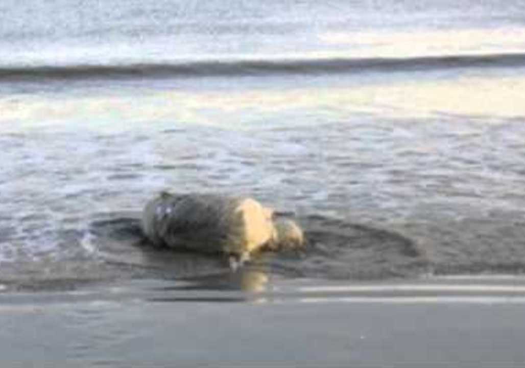 This Little Piggy Went to the Beach