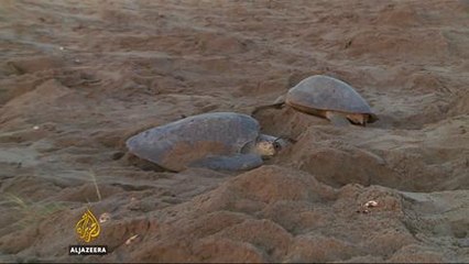 Mexico's sea turtles falling prey to egg poachers