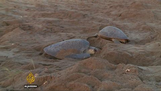 Mexico's sea turtles falling prey to egg poachers