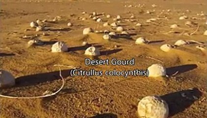 What Else Has Been Found on Mars Other Than Water