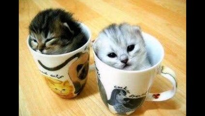 crazy funny animal  photos