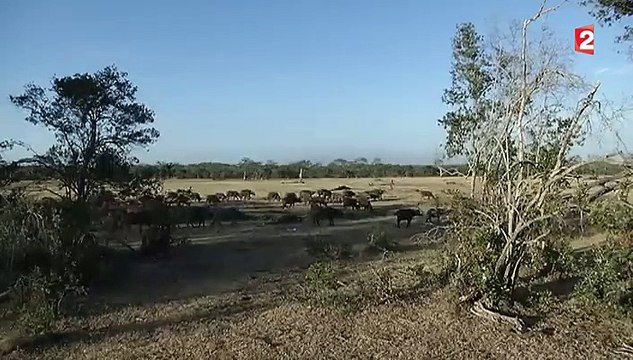 Le rhinocéros blanc du Nord en voie de disparition