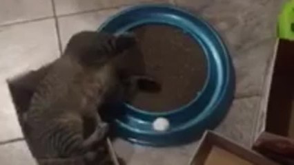 Cat in a shoe box obsessed with new toy