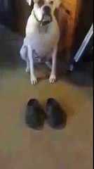 хозяин,ты как в этом ходишь