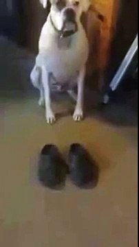 хозяин,ты как в этом ходишь