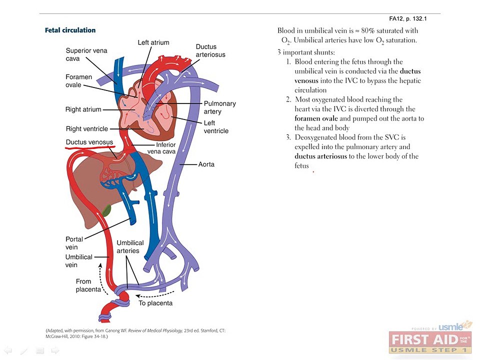 Embryology Part 4