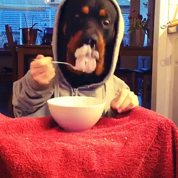 Eating Dog Wait is that Dog or Human