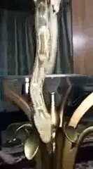 Super hot girl with snakes