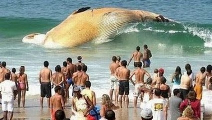 Los Animales Más Grandes De La Historia