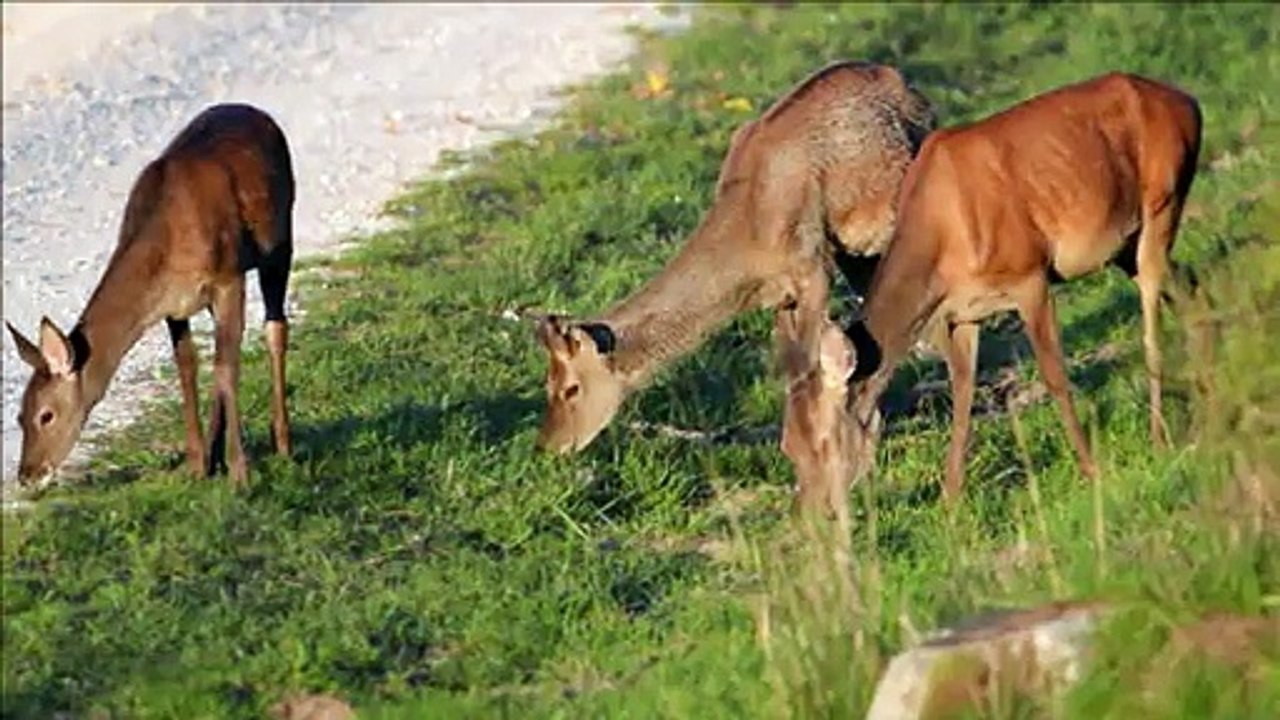 Brunftzeit: hirsche in paarungslaune