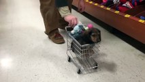 Puppy Goes Shopping