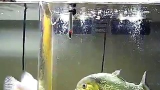 PIRANHA (Red Belly) *VS* Mouse  -Live Feeding-