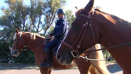 Chevaux et cavaliers pour patrouiller