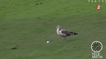 Zapping Télé du 2 octobre 2015 - Un goéland s'invite au golf !