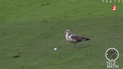 Zapping Télé du 2 octobre 2015 - Un goéland s'invite au golf !