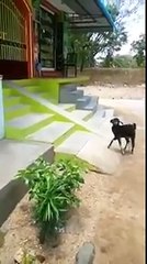 Whatsapp funny video whatsapp new funny video clip |  | new latest funny video of baby 2015