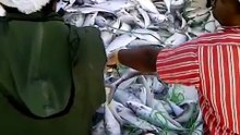 طريقة  جميلة لصيد الأسماك تستخدم في البحرين