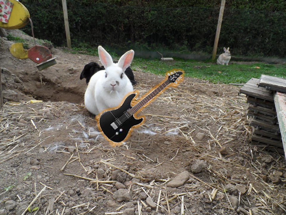 Hard rock bunny