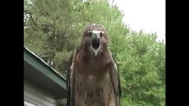 Videos graciosos - Videos Divertidos - Videos de Risa- Animales Graciosos // Funny videos 2015