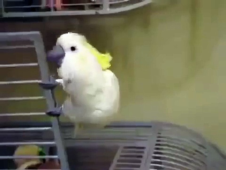 Cockatoo discovers he s going to the vet