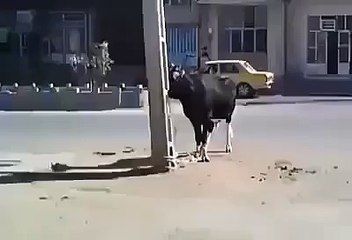 LoL with Cow