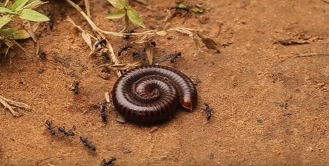 Blue Ant Colony Ambush a Giant Cambodian Millipede