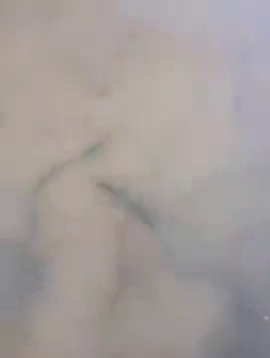 Cuando tu pez mascota no quiere irse