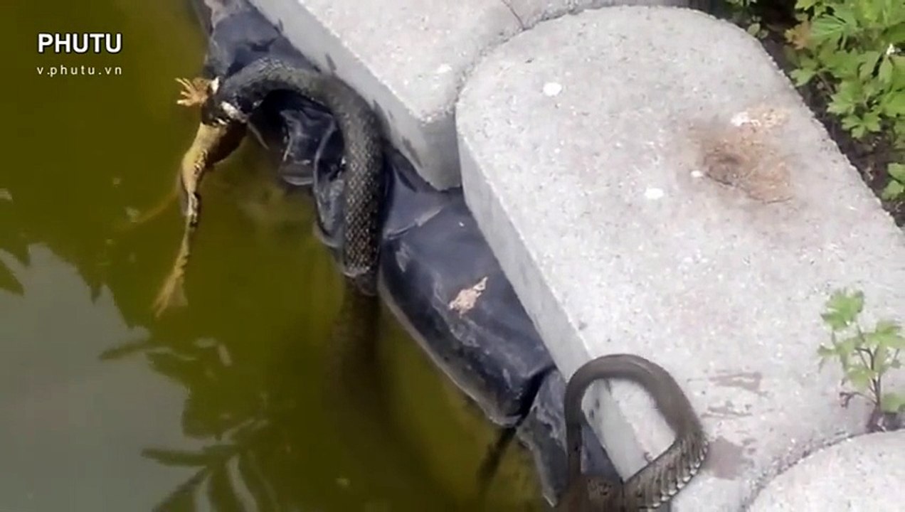 Garter Snake Eats a Frog