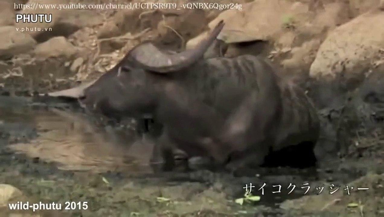 Komodo Dragons Attack Buffalo to the bone in 4 hours