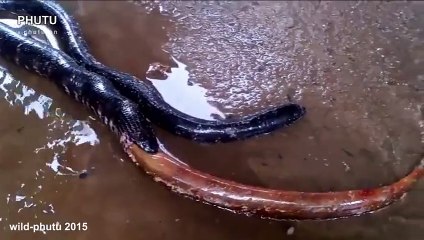 Snake Swallow Moray Eel Amazing