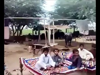 Donkey Powered Fan !