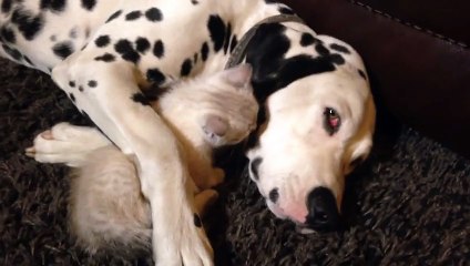 Sleepy Dalmatian cuddles with inquisitive kitten