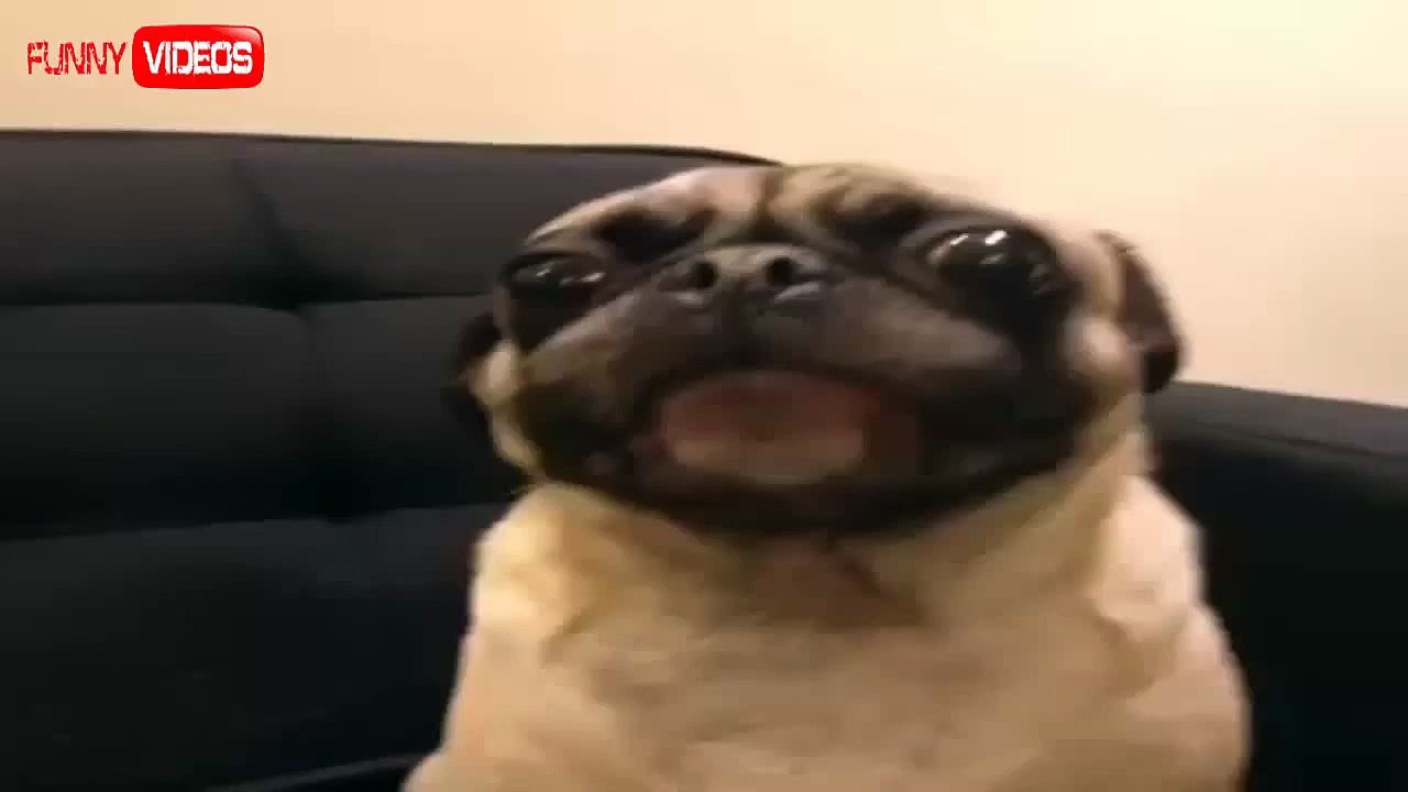 Funny pug videos