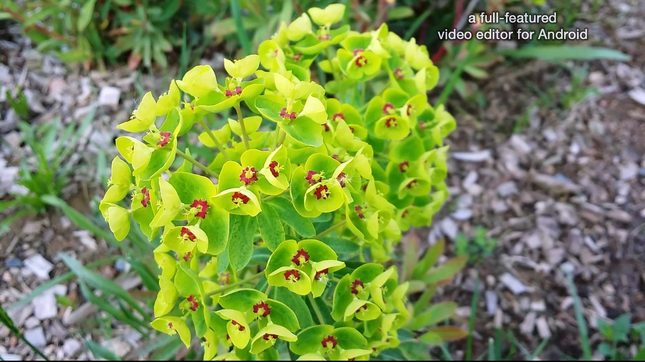 savon de bouleau / birch soap