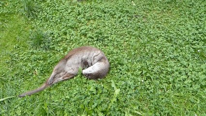 RubbeldieOtter - erst baden, dann schön abtrocknen