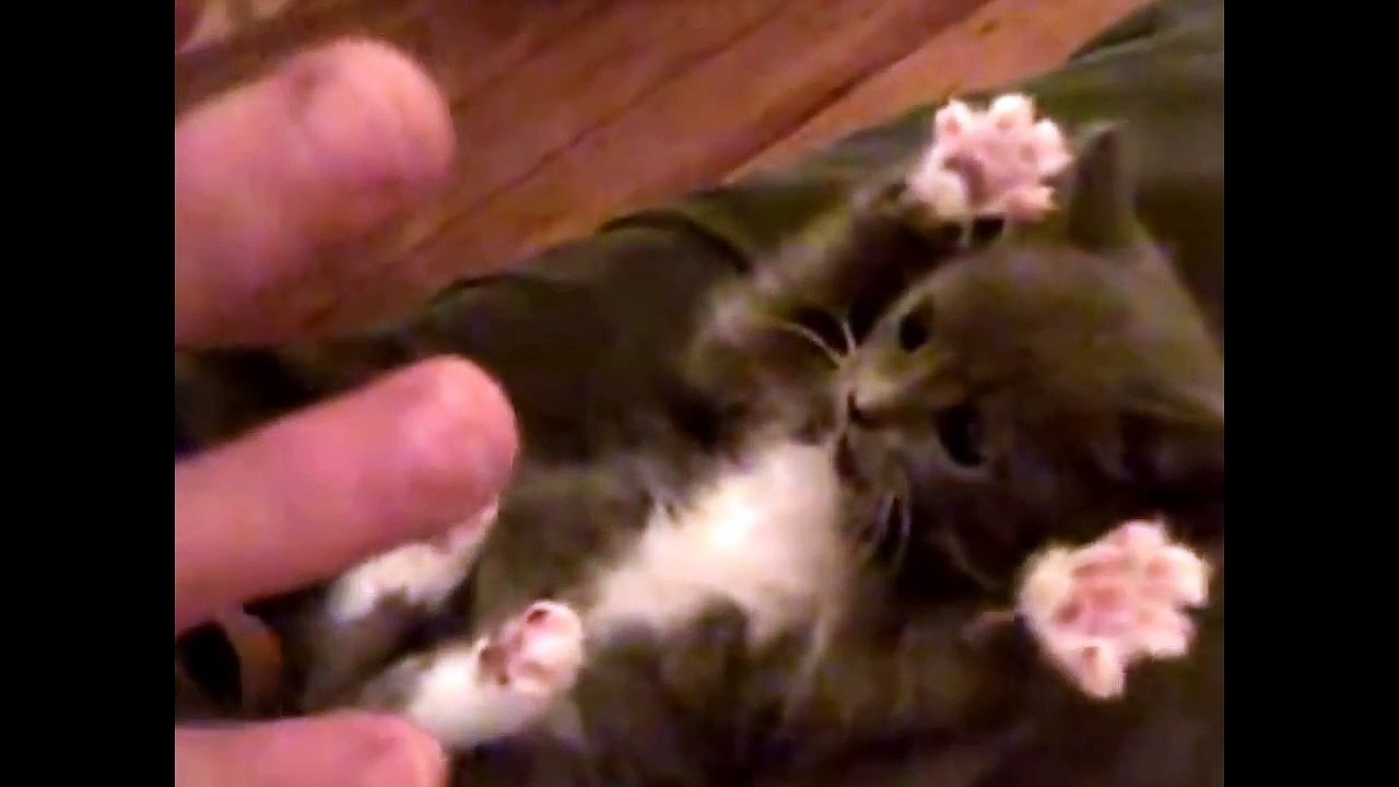 Witzige Katze OMG Cat süße Katzen Lustig