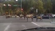 Elk Cause Hilarious Traffic Jam In Colorado | What's Trending Now
