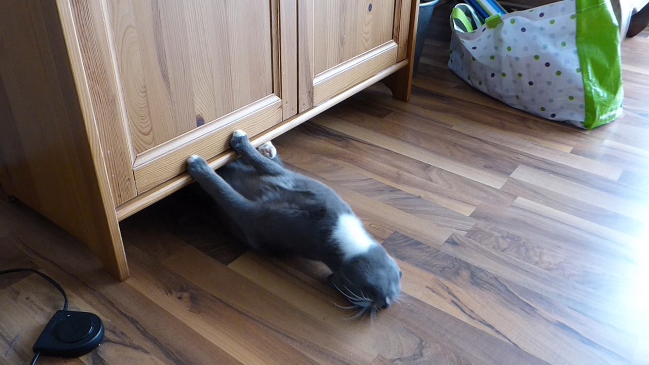 Katze unterm Schrank übt Rückenschwimmen