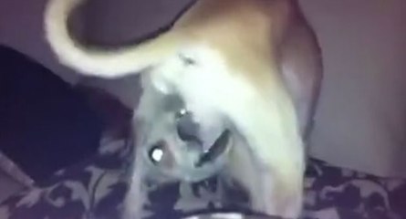 Ce chien arrive à se faire du bien seul
