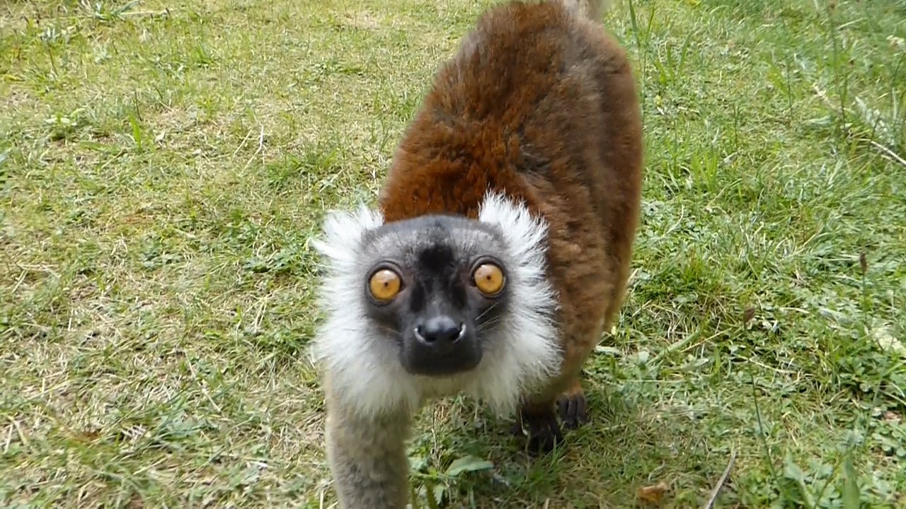 Lemuren bei der Arbeit