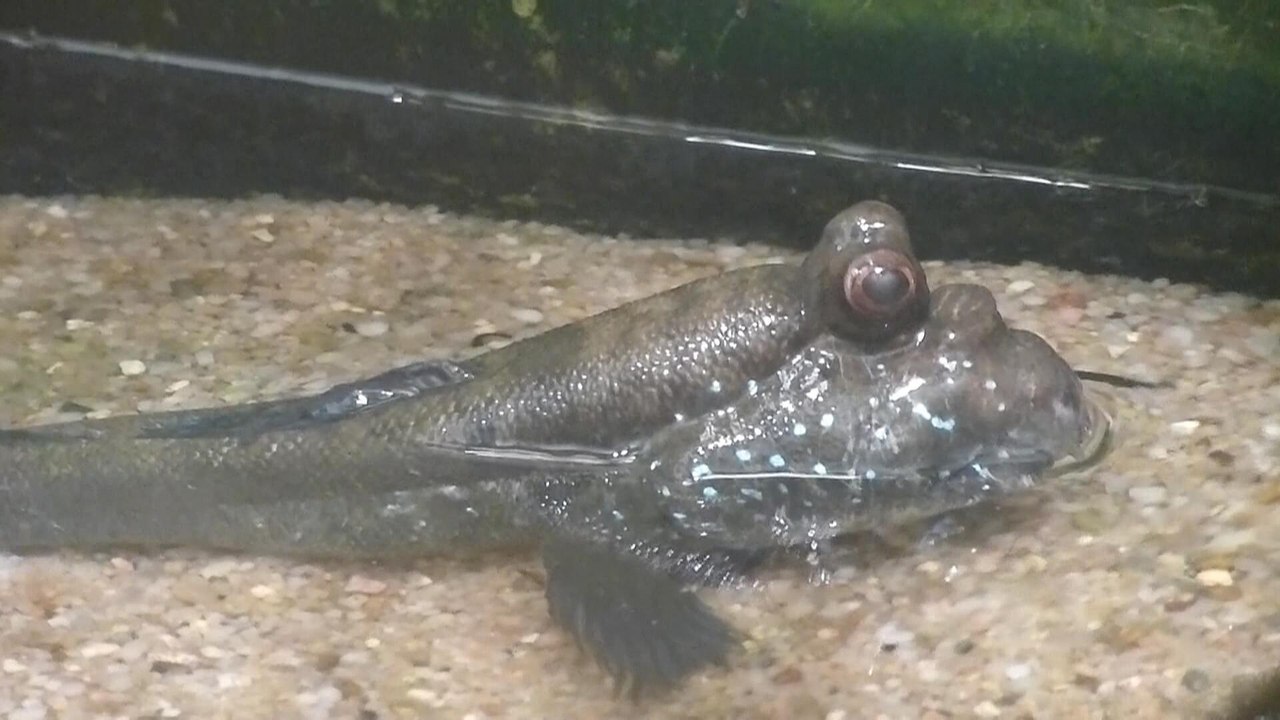 Aliens und andere Meeresungeheuer