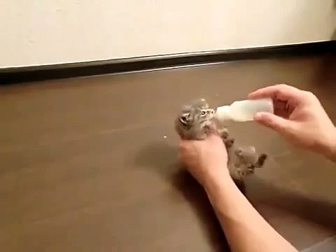 Очень голодный котенок!