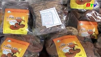 Hướng dẫn cách sử dụng nấm Linh Chi Hàn Quốc hiệu quả