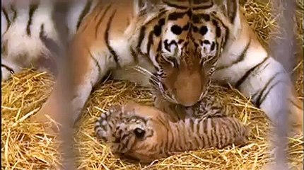 Two new born tiger babies at Safari Park