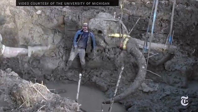 Les restes partiels d'un mammouth laineux découvert