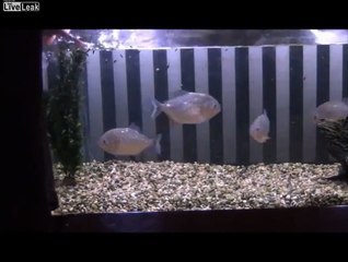 PIRANHAS VS CATFISH