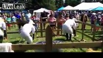 LiveLeak.com - Humans Pretending to be Sheep